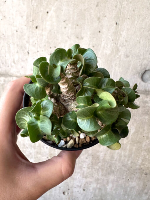 【現品限り】アデニウム・DHA 葉巻【AA1】 Adenium DHA【植物】塊根植物 夏型 コーデックス - 画像 (2)