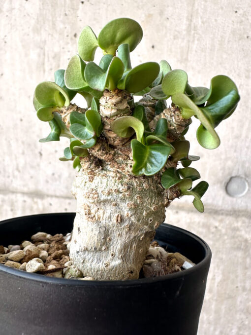 【現品限り】アデニウム・DHA 葉巻【AA1】 Adenium DHA【植物】塊根植物 夏型 コーデックス - 画像 (5)