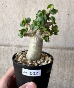 【現品限り】アデニウム・DHA 葉巻【AA2】 Adenium DHA【植物】塊根植物 夏型 コーデックス