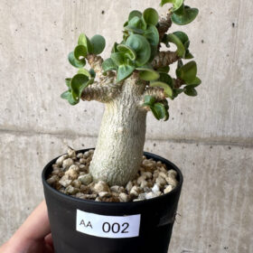 【現品限り】アデニウム・DHA 葉巻【AA2】 Adenium DHA【植物】塊根植物 夏型 コーデックス