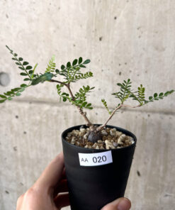 【現品限り】オペルクリカリア・パキプス 根挿し【AA20】 Operculicarya pachypus【植物】塊根植物 夏型 コーデックス
