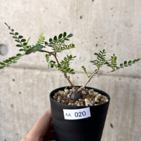 【現品限り】オペルクリカリア・パキプス 根挿し【AA20】 Operculicarya pachypus【植物】塊根植物 夏型 コーデックス