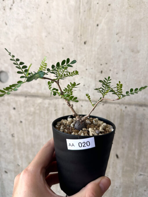 【現品限り】オペルクリカリア・パキプス 根挿し【AA20】 Operculicarya pachypus【植物】塊根植物 夏型 コーデックス