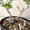 【現品限り】オペルクリカリア・パキプス 根挿し【AA20】 Operculicarya pachypus【植物】塊根植物 夏型 コーデックス
