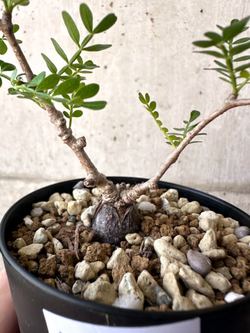 【現品限り】オペルクリカリア・パキプス 根挿し【AA20】 Operculicarya pachypus【植物】塊根植物 夏型 コーデックス - 画像 (2)