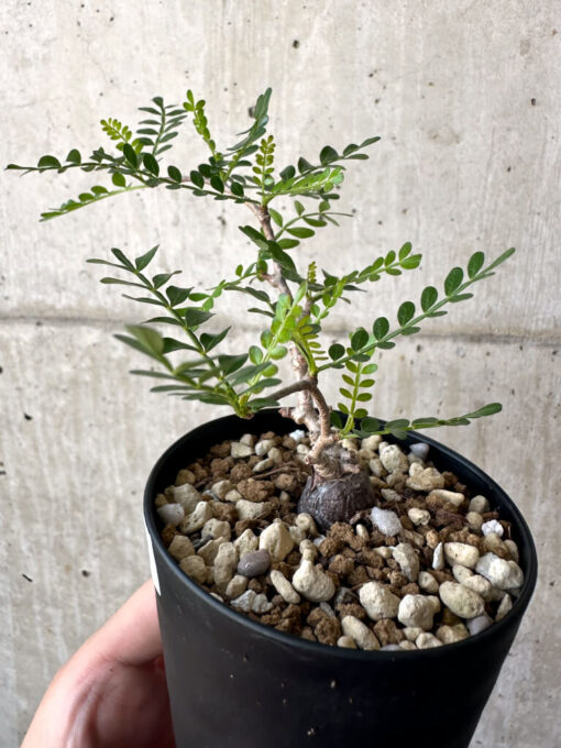 【現品限り】オペルクリカリア・パキプス 根挿し【AA20】 Operculicarya pachypus【植物】塊根植物 夏型 コーデックス - 画像 (3)