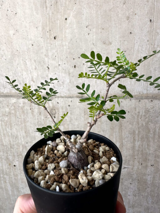 【現品限り】オペルクリカリア・パキプス 根挿し【AA20】 Operculicarya pachypus【植物】塊根植物 夏型 コーデックス - 画像 (4)