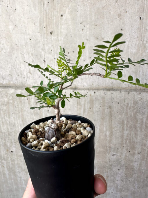 【現品限り】オペルクリカリア・パキプス 根挿し【AA20】 Operculicarya pachypus【植物】塊根植物 夏型 コーデックス - 画像 (5)
