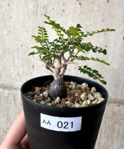 【現品限り】オペルクリカリア・パキプス 根挿し【AA21】 Operculicarya pachypus【植物】塊根植物 夏型 コーデックス
