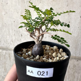 【現品限り】オペルクリカリア・パキプス 根挿し【AA21】 Operculicarya pachypus【植物】塊根植物 夏型 コーデックス