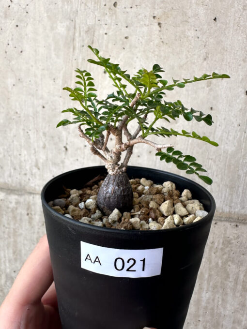 【現品限り】オペルクリカリア・パキプス 根挿し【AA21】 Operculicarya pachypus【植物】塊根植物 夏型 コーデックス