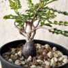 【現品限り】オペルクリカリア・パキプス 根挿し【AA21】 Operculicarya pachypus【植物】塊根植物 夏型 コーデックス