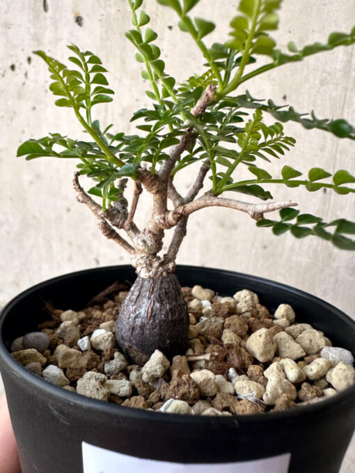 【現品限り】オペルクリカリア・パキプス 根挿し【AA21】 Operculicarya pachypus【植物】塊根植物 夏型 コーデックス - 画像 (2)