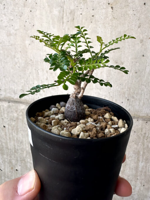【現品限り】オペルクリカリア・パキプス 根挿し【AA21】 Operculicarya pachypus【植物】塊根植物 夏型 コーデックス - 画像 (3)
