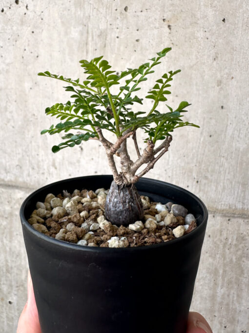 【現品限り】オペルクリカリア・パキプス 根挿し【AA21】 Operculicarya pachypus【植物】塊根植物 夏型 コーデックス - 画像 (4)