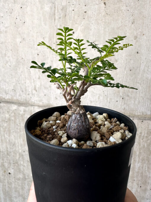 【現品限り】オペルクリカリア・パキプス 根挿し【AA21】 Operculicarya pachypus【植物】塊根植物 夏型 コーデックス - 画像 (5)