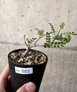 【現品限り】オペルクリカリア・パキプス 根挿し【AA22】 Operculicarya pachypus【植物】塊根植物 夏型 コーデックス