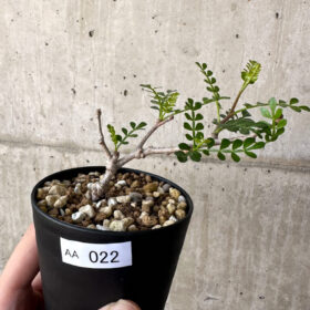 【現品限り】オペルクリカリア・パキプス 根挿し【AA22】 Operculicarya pachypus【植物】塊根植物 夏型 コーデックス
