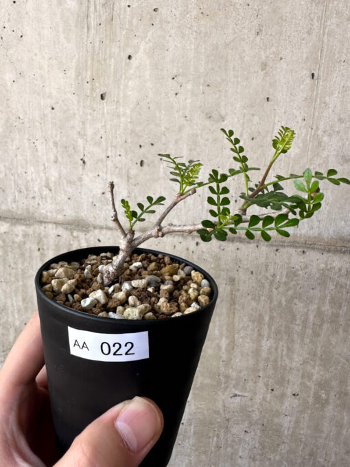 【現品限り】オペルクリカリア・パキプス 根挿し【AA22】 Operculicarya pachypus【植物】塊根植物 夏型 コーデックス