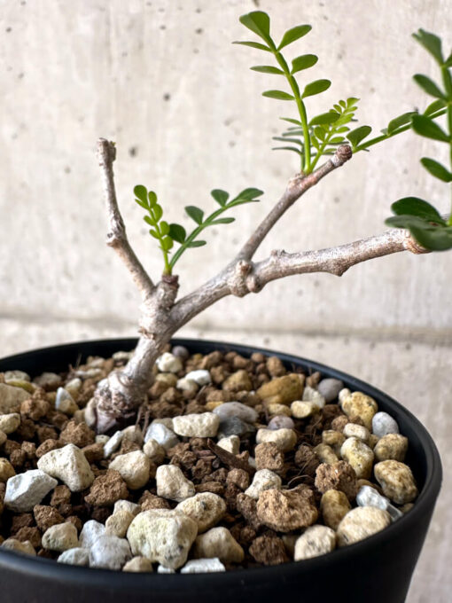 【現品限り】オペルクリカリア・パキプス 根挿し【AA22】 Operculicarya pachypus【植物】塊根植物 夏型 コーデックス - 画像 (2)
