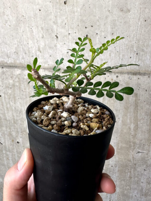 【現品限り】オペルクリカリア・パキプス 根挿し【AA22】 Operculicarya pachypus【植物】塊根植物 夏型 コーデックス - 画像 (3)