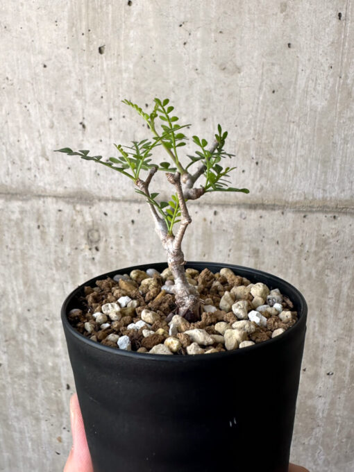 【現品限り】オペルクリカリア・パキプス 根挿し【AA22】 Operculicarya pachypus【植物】塊根植物 夏型 コーデックス - 画像 (5)