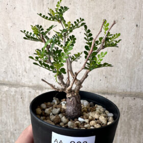 【現品限り】オペルクリカリア・パキプス 根挿し【AA23】 Operculicarya pachypus【植物】塊根植物 夏型 コーデックス