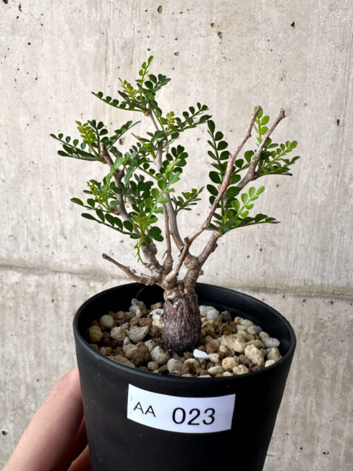 【現品限り】オペルクリカリア・パキプス 根挿し【AA23】 Operculicarya pachypus【植物】塊根植物 夏型 コーデックス