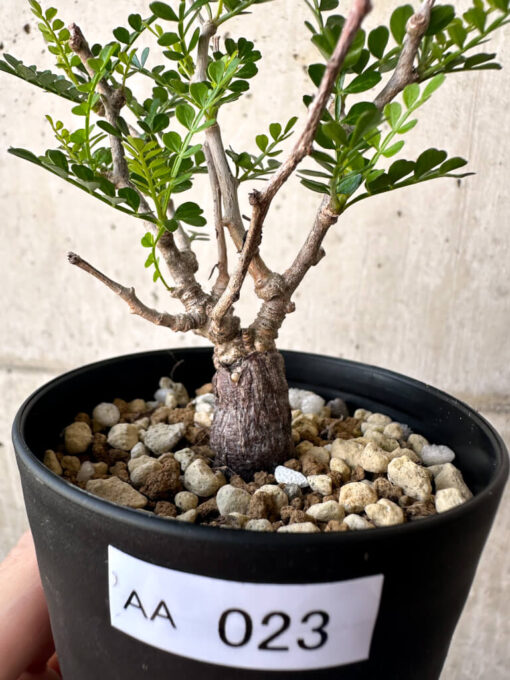 【現品限り】オペルクリカリア・パキプス 根挿し【AA23】 Operculicarya pachypus【植物】塊根植物 夏型 コーデックス - 画像 (2)