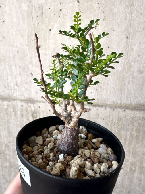 【現品限り】オペルクリカリア・パキプス 根挿し【AA23】 Operculicarya pachypus【植物】塊根植物 夏型 コーデックス - 画像 (3)