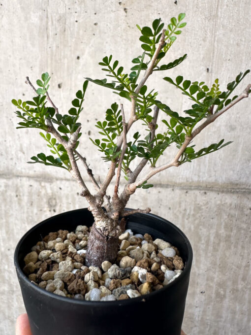 【現品限り】オペルクリカリア・パキプス 根挿し【AA23】 Operculicarya pachypus【植物】塊根植物 夏型 コーデックス - 画像 (4)