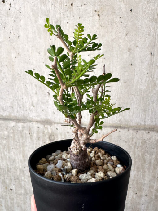 【現品限り】オペルクリカリア・パキプス 根挿し【AA23】 Operculicarya pachypus【植物】塊根植物 夏型 コーデックス - 画像 (5)