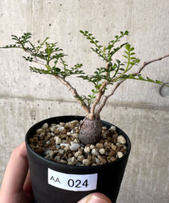 【現品限り】オペルクリカリア・パキプス 根挿し【AA24】 Operculicarya pachypus【植物】塊根植物 夏型 コーデックス