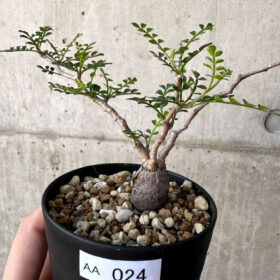 【現品限り】オペルクリカリア・パキプス 根挿し【AA24】 Operculicarya pachypus【植物】塊根植物 夏型 コーデックス