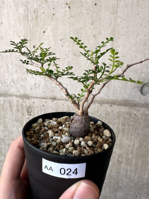 【現品限り】オペルクリカリア・パキプス 根挿し【AA24】 Operculicarya pachypus【植物】塊根植物 夏型 コーデックス