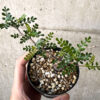 【現品限り】オペルクリカリア・パキプス 根挿し【AA24】 Operculicarya pachypus【植物】塊根植物 夏型 コーデックス