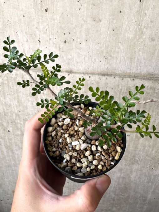 【現品限り】オペルクリカリア・パキプス 根挿し【AA24】 Operculicarya pachypus【植物】塊根植物 夏型 コーデックス - 画像 (2)