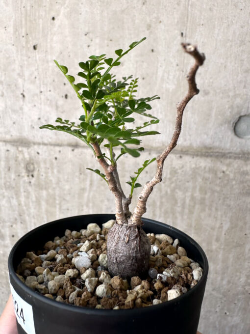 【現品限り】オペルクリカリア・パキプス 根挿し【AA24】 Operculicarya pachypus【植物】塊根植物 夏型 コーデックス - 画像 (3)