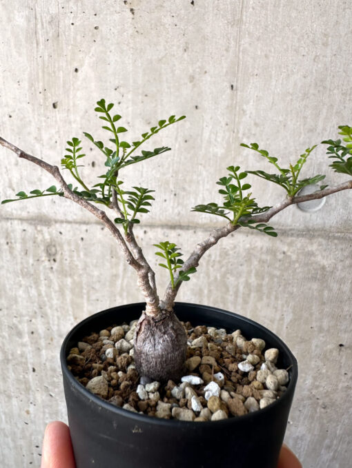 【現品限り】オペルクリカリア・パキプス 根挿し【AA24】 Operculicarya pachypus【植物】塊根植物 夏型 コーデックス - 画像 (4)
