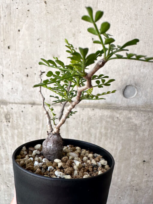 【現品限り】オペルクリカリア・パキプス 根挿し【AA24】 Operculicarya pachypus【植物】塊根植物 夏型 コーデックス - 画像 (5)