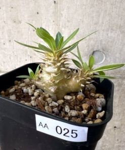 【現品限り】パキポディウム・マカイエンセ【AA25】 Pachypodium makayense【植物】塊根植物 夏型 コーデックス