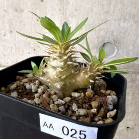 【現品限り】パキポディウム・マカイエンセ【AA25】 Pachypodium makayense【植物】塊根植物 夏型 コーデックス