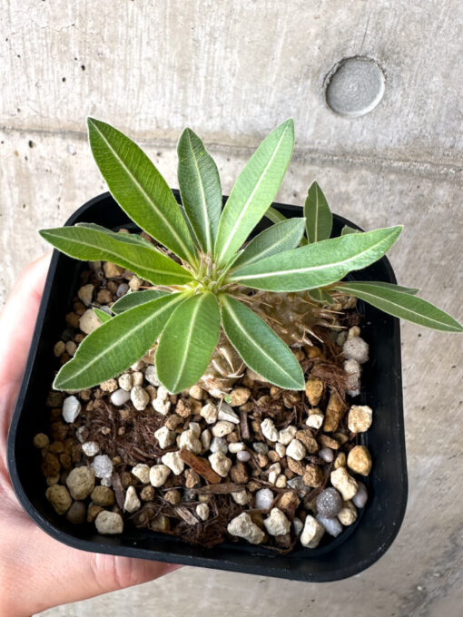 【現品限り】パキポディウム・マカイエンセ【AA25】 Pachypodium makayense【植物】塊根植物 夏型 コーデックス - 画像 (2)
