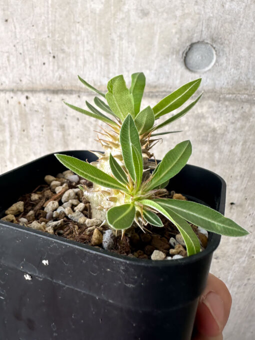 【現品限り】パキポディウム・マカイエンセ【AA25】 Pachypodium makayense【植物】塊根植物 夏型 コーデックス - 画像 (3)