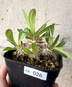 【現品限り】パキポディウム・マカイエンセ【AA26】 Pachypodium makayense【植物】塊根植物 夏型 コーデックス