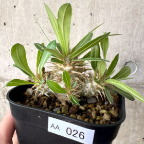 【現品限り】パキポディウム・マカイエンセ【AA26】 Pachypodium makayense【植物】塊根植物 夏型 コーデックス