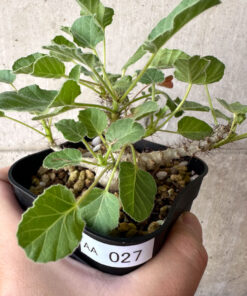 【現品限り】ヤトロファ・マルギナータ【AA27】 Jatropha marginata【植物】塊根植物 夏型 コーデックス