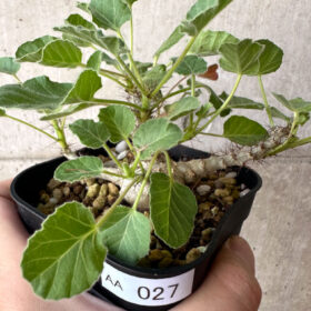 【現品限り】ヤトロファ・マルギナータ【AA27】 Jatropha marginata【植物】塊根植物 夏型 コーデックス