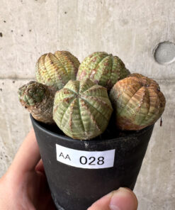 【現品限り】ユーフォルビア・オベサ 多頭【AA28】 Euphorbia obesa【植物】塊根植物 夏型 コーデックス