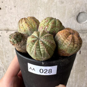 【現品限り】ユーフォルビア・オベサ 多頭【AA28】 Euphorbia obesa【植物】塊根植物 夏型 コーデックス